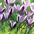 Крокус Ботанический Spring beauty
