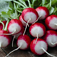 Редис Розово-красный с белым кончиком