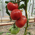 Томат Японский краб