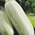 Кабачок Обыкновенный Грибовские
