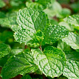 Мята колосистая Spanish Spearmint