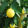 Цитрус Лимон Мейера