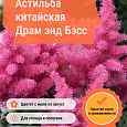Астильба китайская Драм энд Бэсс