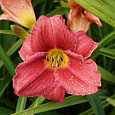 Лилейник гибридный Роузи Ритернз