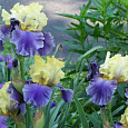 Ирис германский Edith Wolford