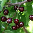 Черешня  Тютчевка