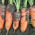 Морковь Абако F1